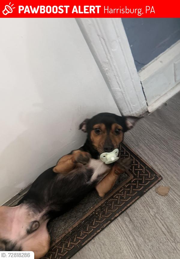 Lost Male Dog last seen Near kensigton st, Harrisburg, PA 17104