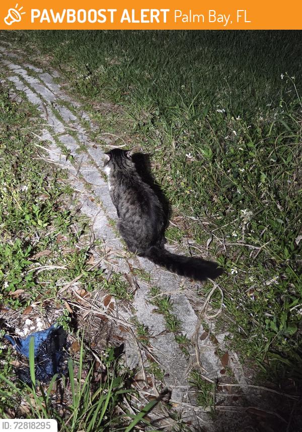 Found/Stray Unknown Cat last seen Cricket drive, Palm Bay, FL 32907