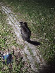 Found/Stray Unknown Cat last seen Cricket drive, Palm Bay, FL 32907