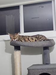 Lost Female Cat last seen 60th Ave and 4th street N.E, Calgary, AB T2K 4Y2