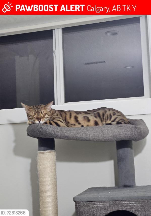 Lost Female Cat last seen 60th Ave and 4th street N.E, Calgary, AB T2K 4Y2