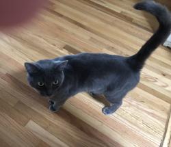 Lost Female Cat last seen Hillside Dr, Knollcrest Dr, Murray, UT 84107