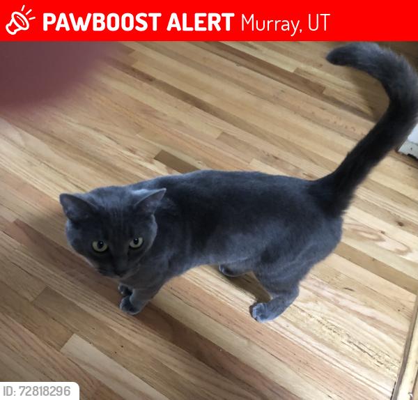 Lost Female Cat last seen Hillside Dr, Knollcrest Dr, Murray, UT 84107