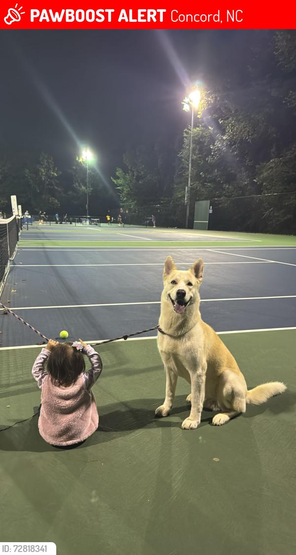 Lost Male Dog last seen Collingswood Dr concord nc , Concord, NC 28027