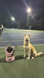 Lost Male Dog last seen Collingswood Dr concord nc , Concord, NC 28027