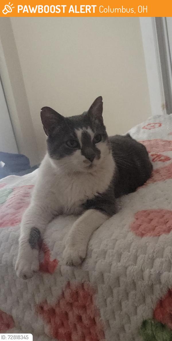 Found/Stray Unknown Cat last seen On my porch, Columbus, OH 43201