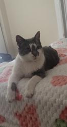 Found/Stray Unknown Cat last seen On my porch , Columbus, OH 43201