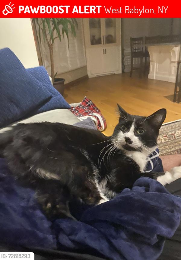 Lost Male Cat last seen 3054-3032 Sir Johns hmstd Fire station, Mississauga, ON L5L 2N8
