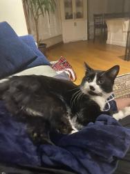 Lost Male Cat last seen 3054-3032 Sir Johns hmstd Fire station, Mississauga, ON L5L 2N8