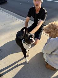 Found/Stray Unknown Dog last seen Margarita and moraga , Temecula, CA 92591