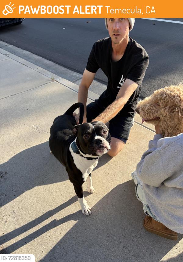 Found/Stray Unknown Dog last seen Margarita and moraga , Temecula, CA 92591