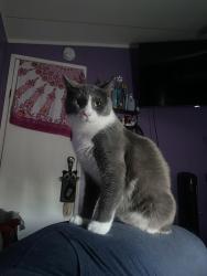 Lost Male Cat last seen Near peppermint trl , Pflugerville, TX 78660