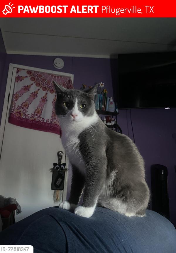 Lost Male Cat last seen Near peppermint trl , Pflugerville, TX 78660