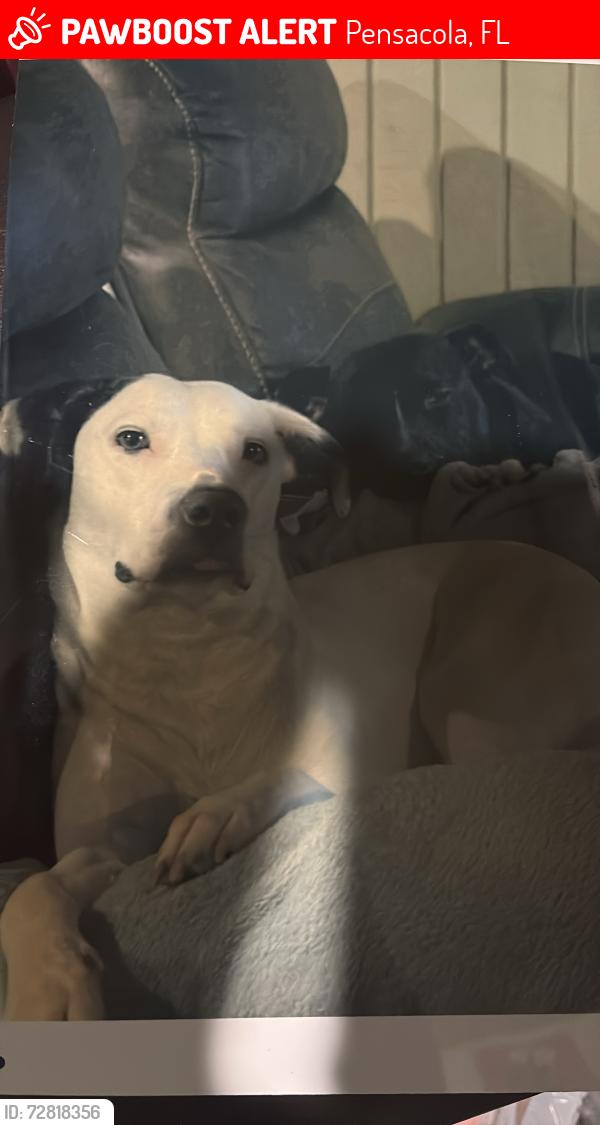Lost Female Dog last seen Interstate circle and Hollyhill , Pensacola, FL 32526