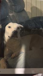 Lost Female Dog last seen Interstate circle and Hollyhill , Pensacola, FL 32526