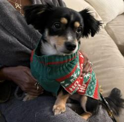 Lost Male Dog last seen Lower buckeye , Phoenix, AZ 85353