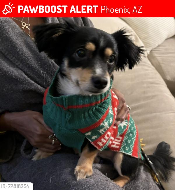 Lost Male Dog last seen Lower buckeye , Phoenix, AZ 85353