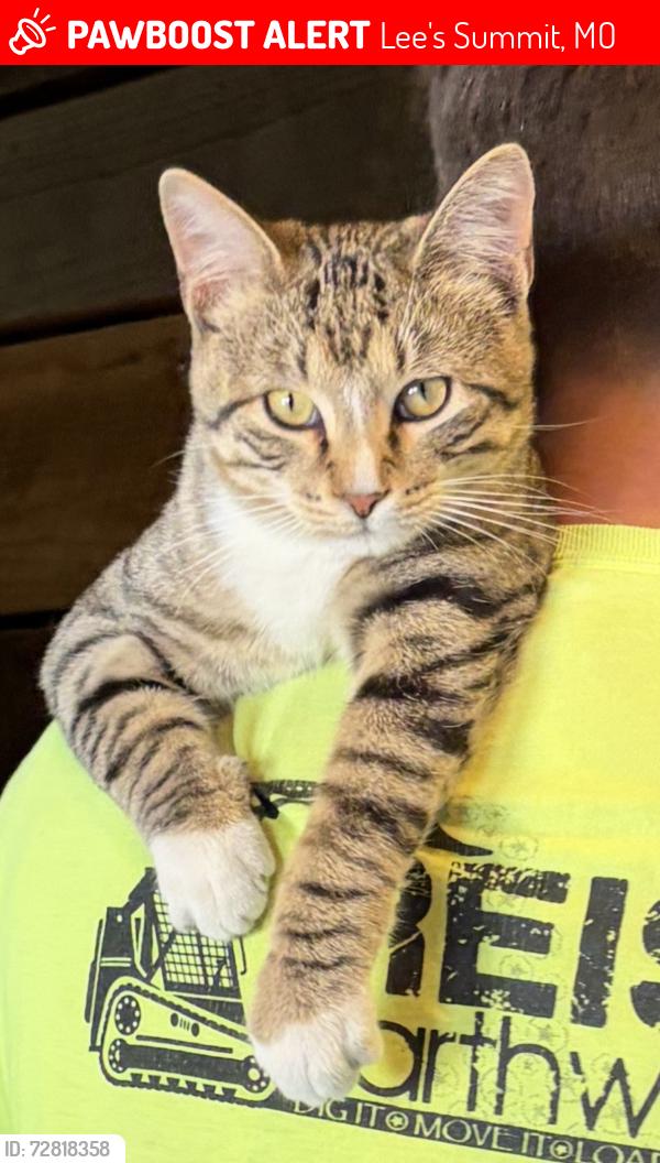 Lost Male Cat last seen Milton Thompson and Outer road of 50hwy, Lee's Summit, MO 64086