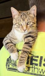 Lost Male Cat last seen Milton Thompson and Outer road of 50hwy, Lee's Summit, MO 64086