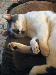 Lost Male Cat last seen Purpleleaf court, Simpsonville, SC 29680