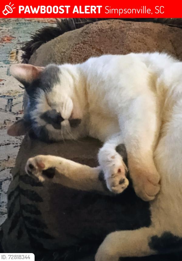 Lost Male Cat last seen Purpleleaf court, Simpsonville, SC 29680
