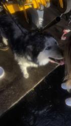 Found/Stray Male Dog last seen prairie dog park , Crown Point, IN 46307
