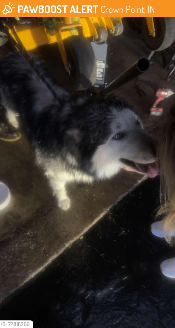 Found/Stray Male Dog last seen prairie dog park , Crown Point, IN 46307