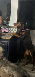 Lost Female Dog last seen  in Milton on Coldwater creek, Milton, FL 32570