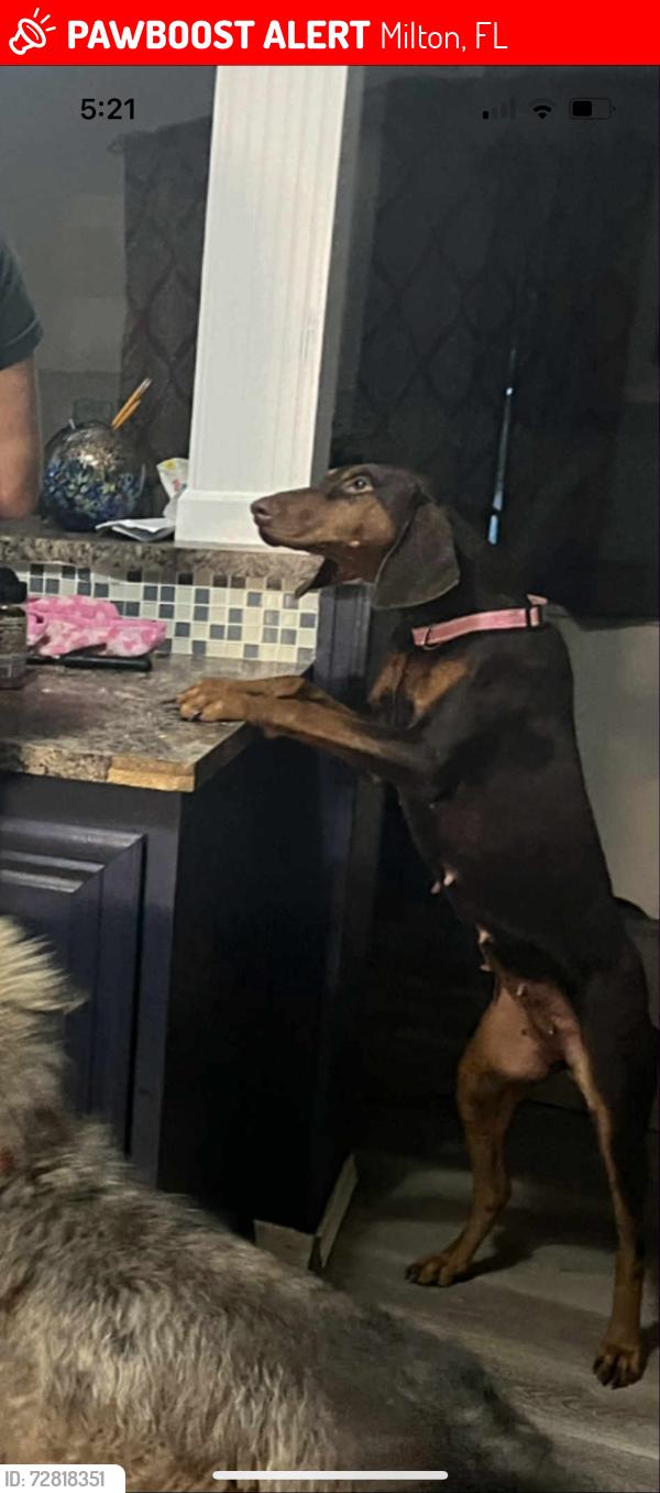 Lost Female Dog last seen  in Milton on Coldwater creek, Milton, FL 32570