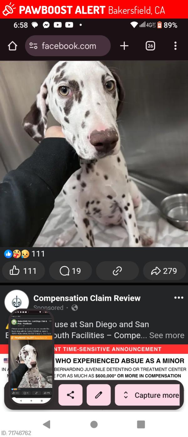 Lost Female Dog last seen Bakersfield 93313, Bakersfield, CA 93312