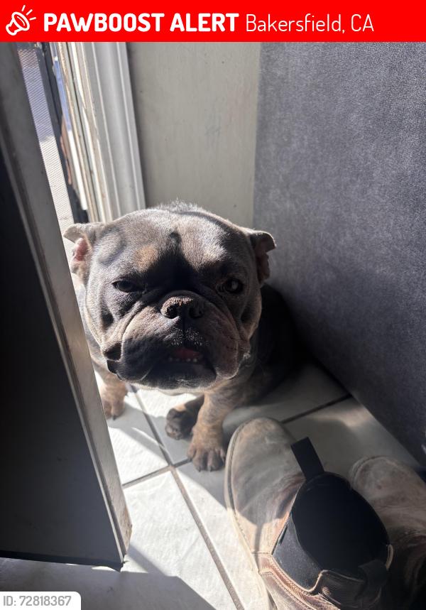 Lost Male Dog last seen Brundage ln/Chester Ave, Bakersfield, CA 93304