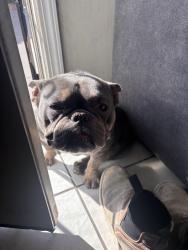 Lost Male Dog last seen Brundage ln/Chester Ave, Bakersfield, CA 93304