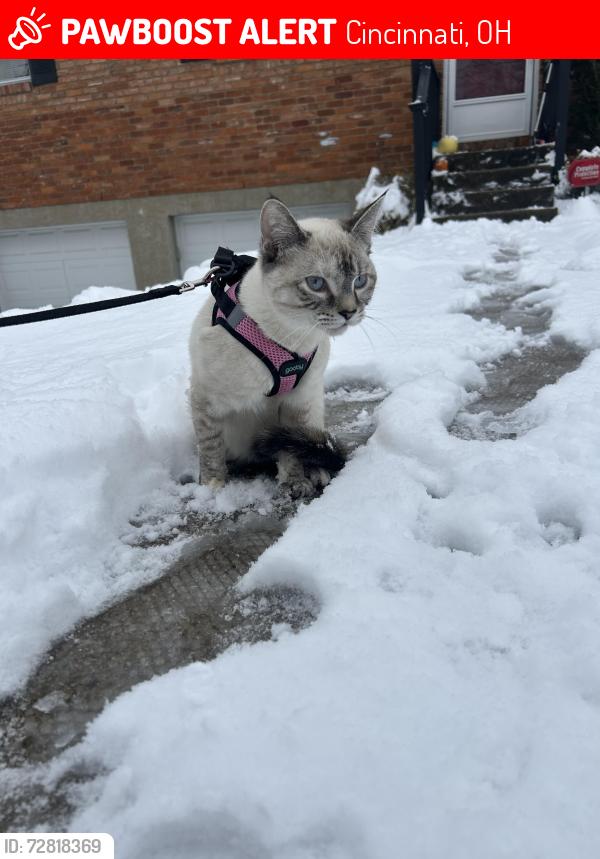 Lost Female Cat last seen Near bailey ave , Cincinnati, OH 45248