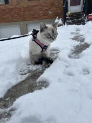 Lost Female Cat last seen Near bailey ave , Cincinnati, OH 45248
