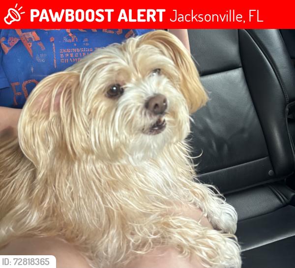 Lost Male Dog last seen Near Kingswood Road Jacksonville , Jacksonville, FL 32207