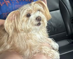 Lost Male Dog last seen Near Kingswood Road Jacksonville , Jacksonville, FL 32207