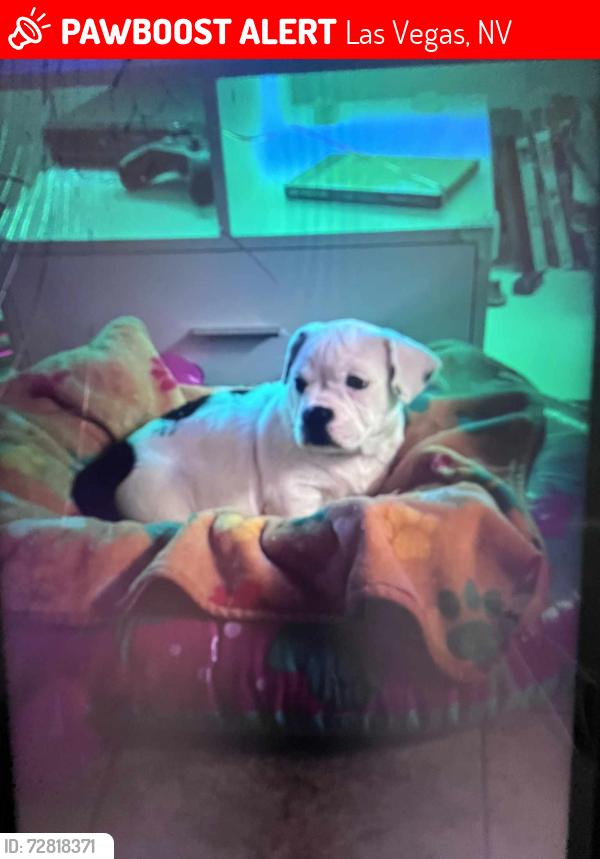 Lost Female Dog last seen Desert Inn and Pecos, Las Vegas, NV 89121