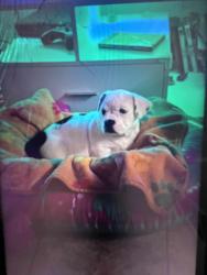 Lost Female Dog last seen Desert Inn and Pecos, Las Vegas, NV 89121