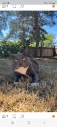 Lost Male Cat last seen Near 56th and Pacific Avenue , Tacoma, WA 98408