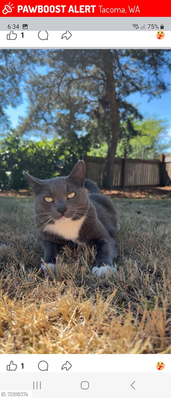 Lost Male Cat last seen Near 56th and Pacific Avenue , Tacoma, WA 98408