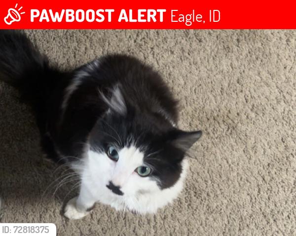 Lost Male Cat last seen Highway 16 and state st, Eagle, ID 83616