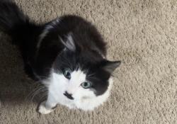 Lost Male Cat last seen Highway 16 and state st, Eagle, ID 83616