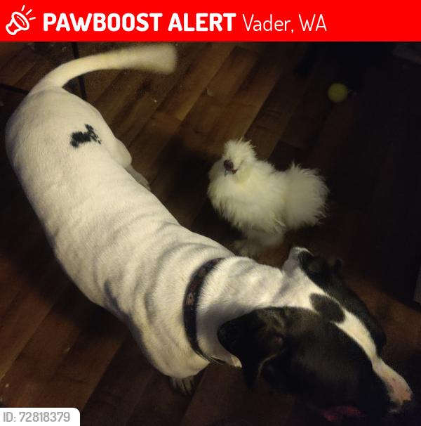 Lost Male Dog last seen Near the post office in Vader , Vader, WA 98593
