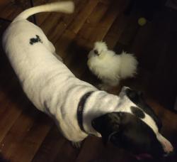 Lost Male Dog last seen Near the post office in Vader , Vader, WA 98593