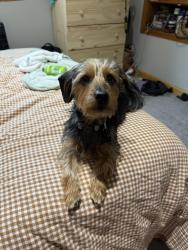 Lost Male Dog last seen Running towards the intersection of Norfolk and kings road crete Illinois , Crete, IL 60417