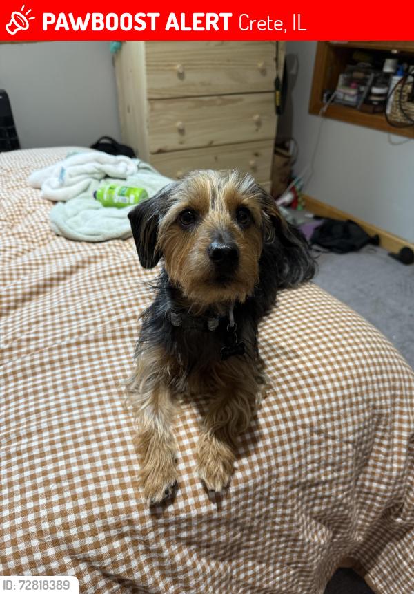 Lost Male Dog last seen Running towards the intersection of Norfolk and kings road crete Illinois , Crete, IL 60417