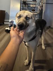 Found/Stray Female Dog last seen El Segundo Blvd, Common Space Brewery, Hawthorne, CA 90250