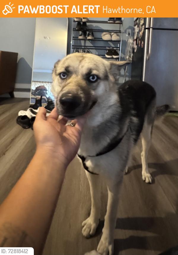 Found/Stray Female Dog last seen El Segundo Blvd, Common Space Brewery, Hawthorne, CA 90250
