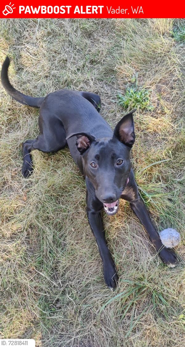 Lost Female Dog last seen Near the post office in Vader , Vader, WA 98593