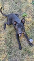 Lost Female Dog last seen Near the post office in Vader , Vader, WA 98593